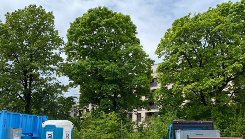 Leserbrief zu: Prinz-Eugen-Park: KulturBürgerHaus – Bäume werden gefällt
