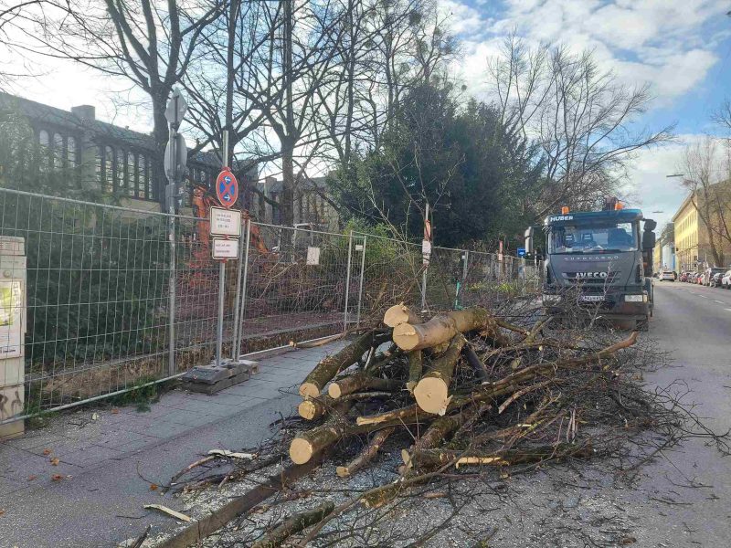 Rathausumschau vom 3. Juli 2023: Baumschutzbehörde stellt Baumbilanz 2022 vor